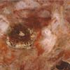 Fossilized Haematoid Qua